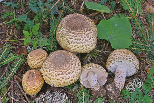 Agaricus augustus Fries (COMMESTIBILE) Foto Emilio Pini