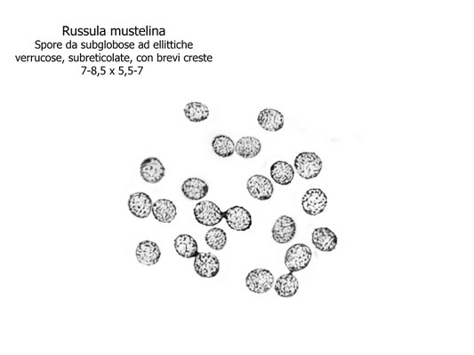 Russula mustelina Fr. 1838 (COMMESTIBILE) Foto Emilio Pini 