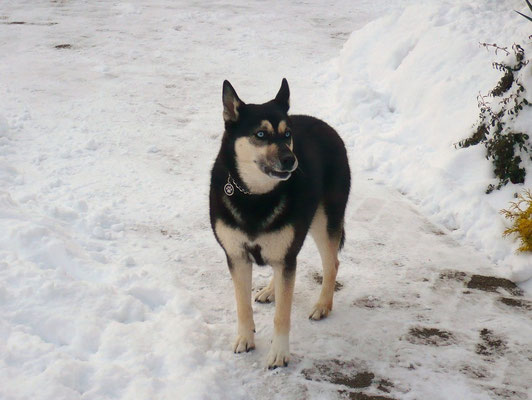 Husky (Zillisheim, Haut-Rhin)  Janvier 2010