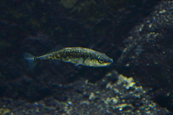 Epinoche (aquarium de la citadelle de Besançon, Doubs)  Août 2018