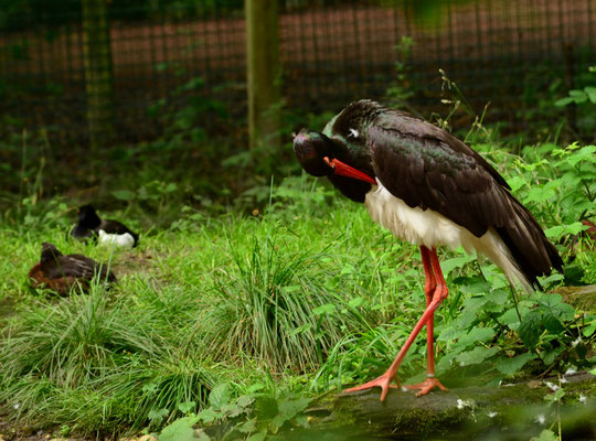 Cigogne noire (Parc animalier de Sainte-Croix, Moselle)  Juin 2016