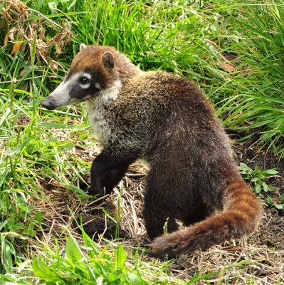 Coati (Costa Rica)