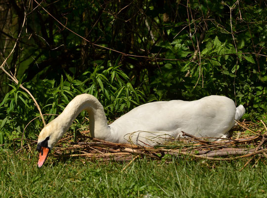 Cygne sur son nid cherchant sa nourriture