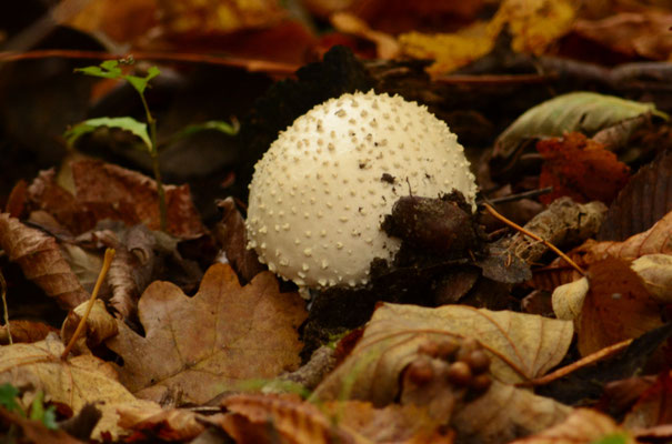 Vesse de loup  (Petite Camargue alsacienne, Haut-Rhin)  Octobre 2015