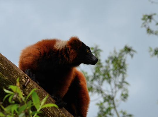 Vari roux (Parc animalier de Sainte-Croix, Moselle)  Juin 2016