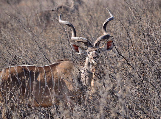 Koudou (Parc national d'Etosha, Namibie)  Octobre 2016