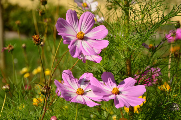 Cosmos (Alsace, France)