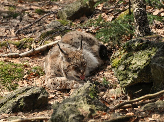 Lynx boréal (Parc animalier de Lusen, Bavière, Allemagne)  Avril 2013