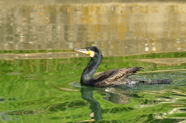 Grand cormoran (Alsace, France)