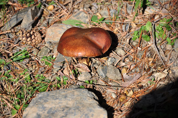 Bolet (Pyrénées espagnoles)  Octobre 2012