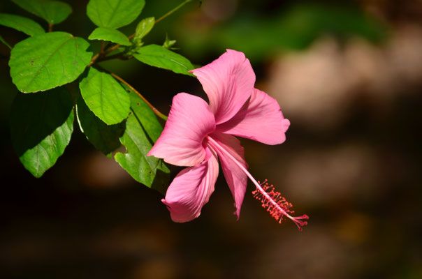 Hibiscus (Madagascar)