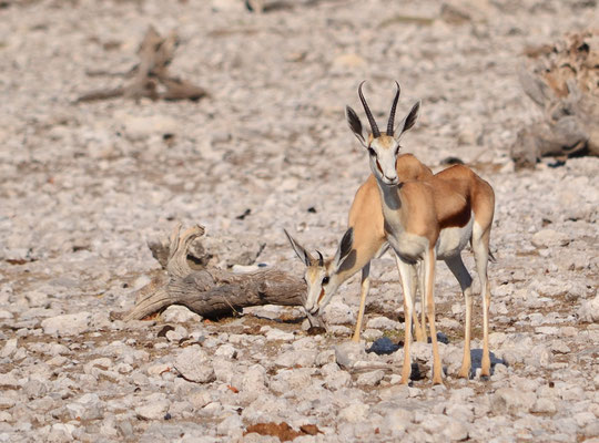 Springboks (Parc national d'Etosha, Namibie)  Octobre 2016