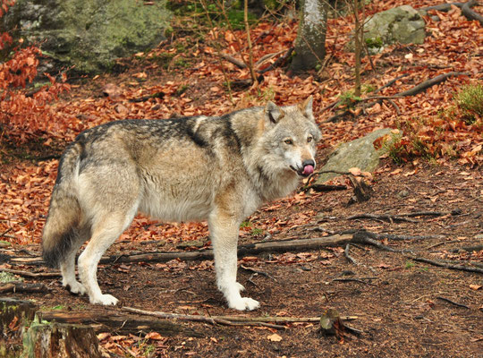 Loup (Parc animalier de Falkenstein, Bavière, Allemagne)  Avril 2013