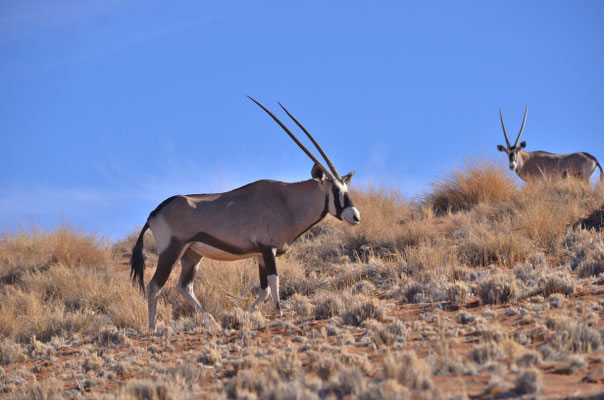 Oryx dans le désert du Namib