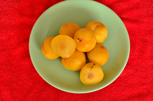 Prune Golden Globe