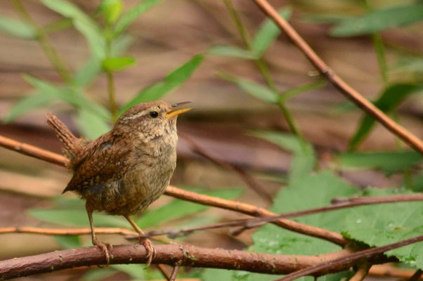 Ouïr le chant d'un oiseau