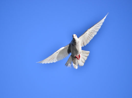 Pigeon biset blanc (Berge de l'Ill, Haut-Rhin)  Novembre 2017