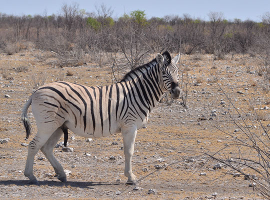 Zèbre des plaines (Parc national d'Etosha, Namibie)  Octobre 2016
