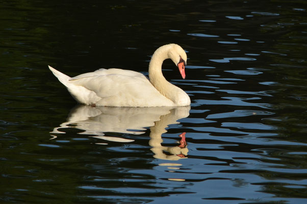 Cygne de beauté