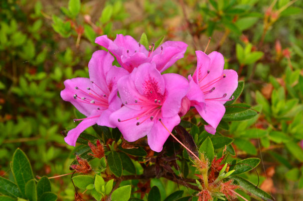 Rhododendrons
