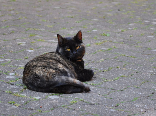 Chat (Hunawihr, Haut-Rhin)  Mai 2011