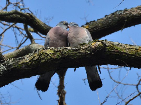 Couple de pigeons ramiers (Mulhouse, Haut-Rhin)  Avril 2013