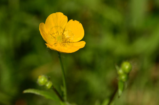 Bouton d'or (Petite Camargue alsacienne, Haut-Rhin)  Mai 2017