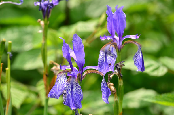 Iris de Sibérie (Petite Camargue alsacienne)