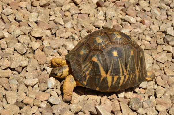 Tortue rayonnée (Antsirabe, Madagascar)