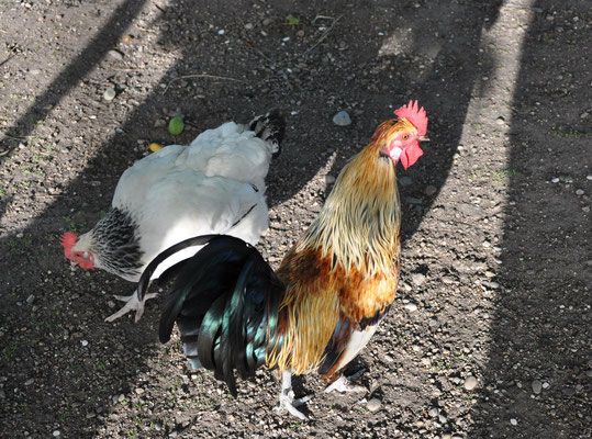 Coq et poule (Hunawihr, Haut-Rhin)  Juin 2012