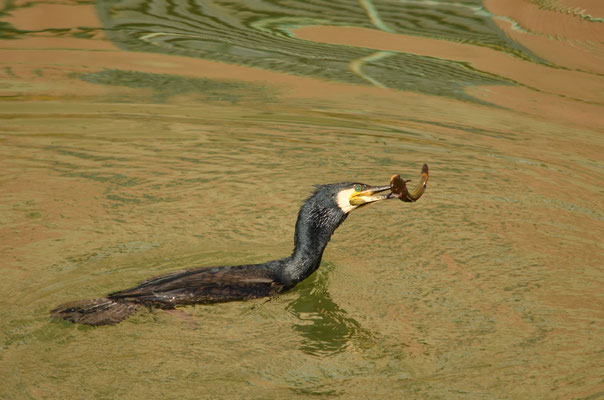 Grand cormoran (Mulhouse)