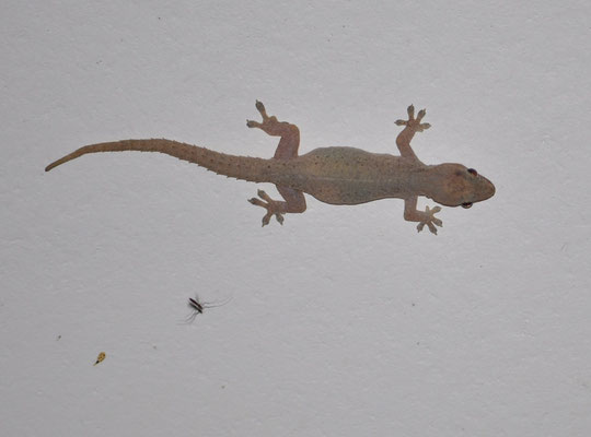 Gecko (Turtle Beach Lodge, Tortuguero, Costa Rica)  Juillet 2014
