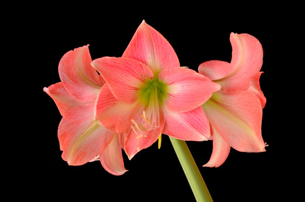 Amaryllis
