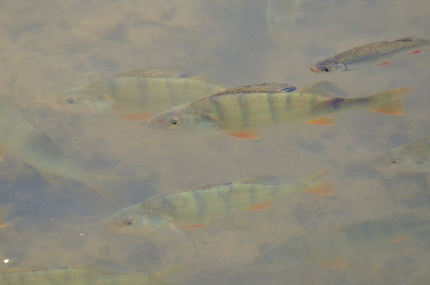 Perches (Alsace, France)