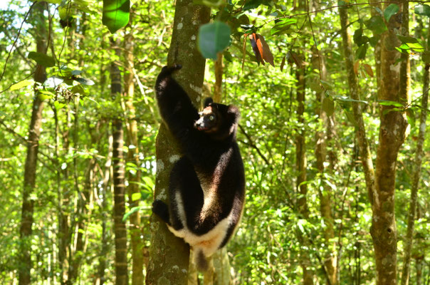 Indri