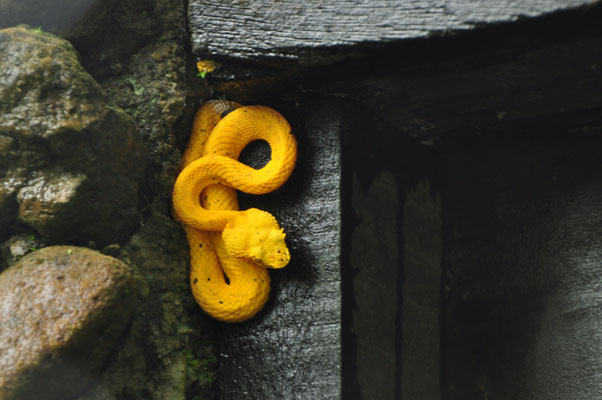 Vipère de Schlegel (Costa Rica)