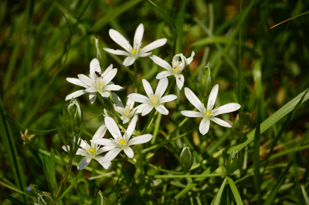 Ornithogale en ombelle (Berge de l'Ill, Alsace)