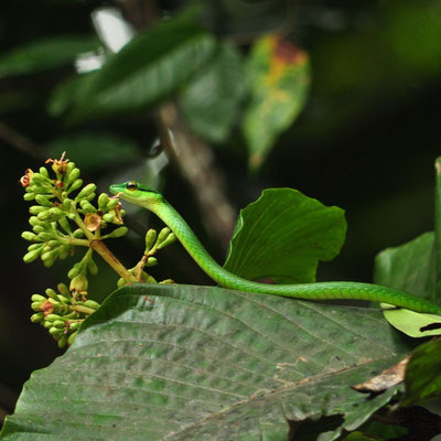 Serpent-liane (Costa Rica)