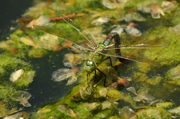 Anax empereur en train de pondre (Alsace, France)