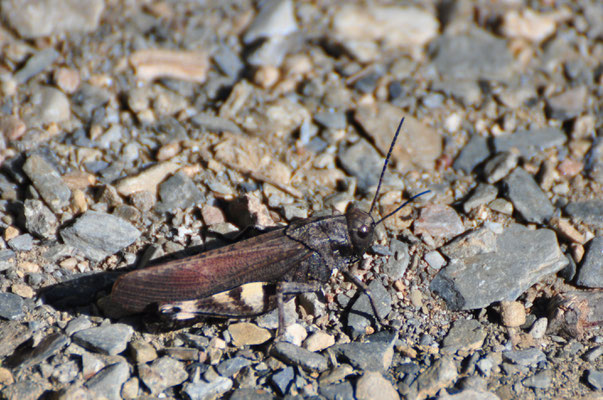 Psophe stridulant (Pyrénées espagnoles)  Octobre 2012