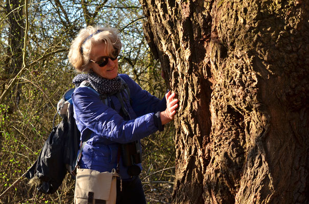 Toucher l'écorce d'un arbre
