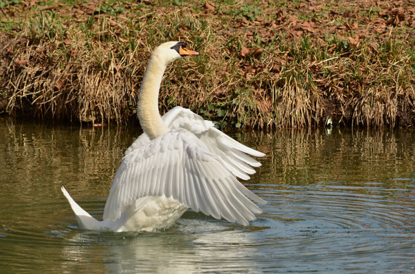 Cygne tuberculé (Alsace, France)