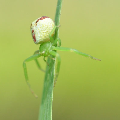 Araignée-crabe (Alsace)