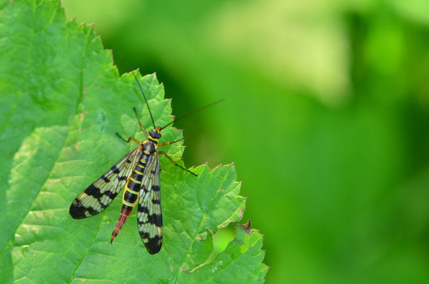 Mouche-scorpion