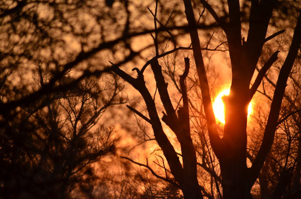 Soleil se levant derrière les arbres (Alsace)