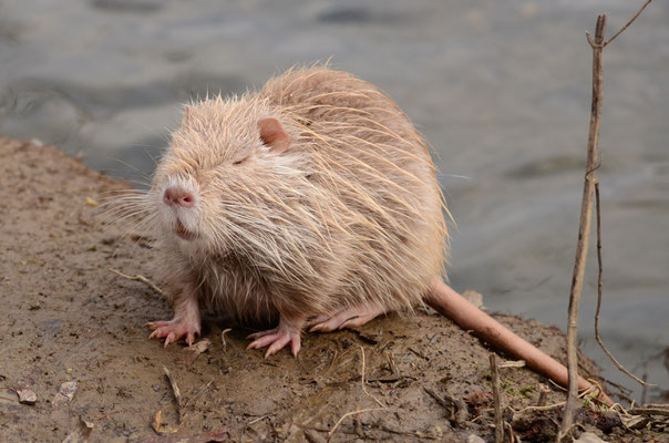Ragondin albinos