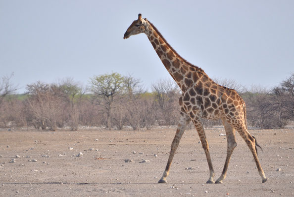 Girafe (Parc national d'Etosha, Namibie)  Octobre 2016
