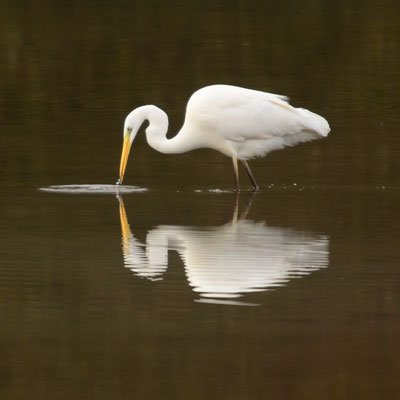 Grande aigrette (Alsace)