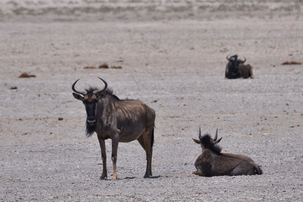 Gnous  (Parc national d'Etosha, Namibie)  Octobre 2016