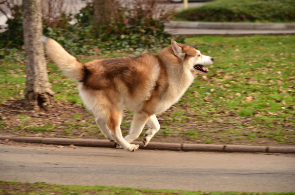 Husky sibérien